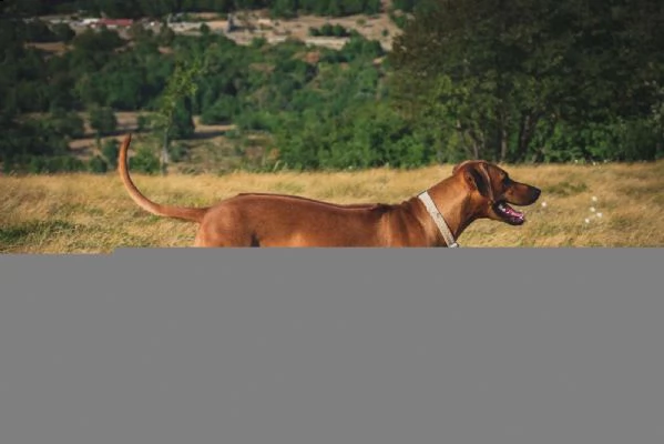 rhodesian ridgeback  | Foto 0