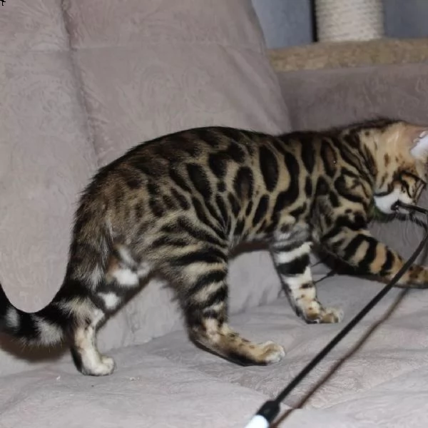 bellissimo e amichevole gattino del bengala | Foto 0