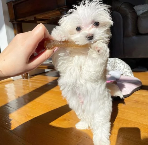 bellissimi cuccioli di maltese toy disponibili | Foto 2