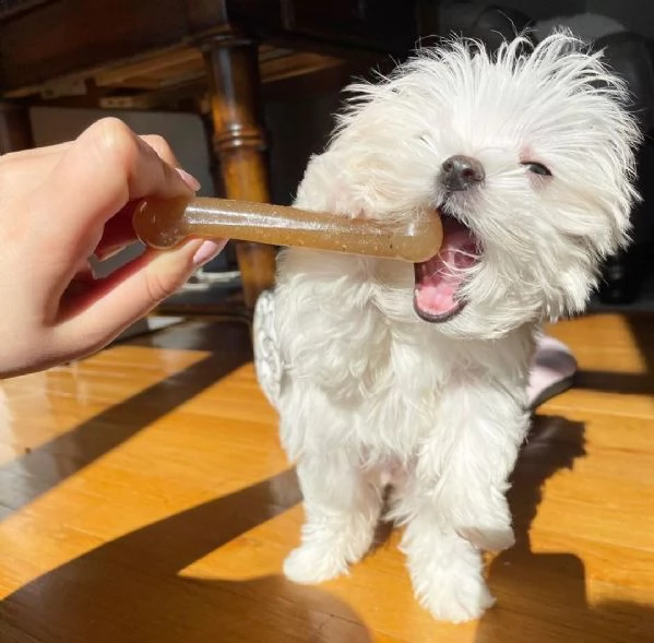 bellissimi cuccioli di maltese toy disponibili | Foto 1