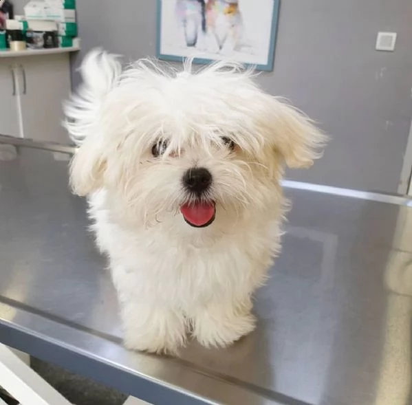bellissimi cuccioli di maltese toy disponibili | Foto 0
