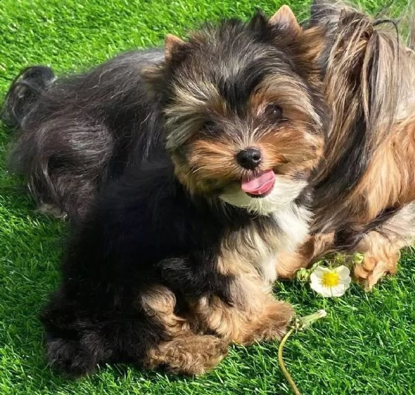 cuccioli di yorkshire terrier | Foto 0