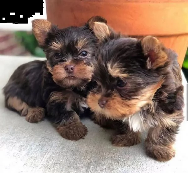 cuccioli di yorkshire terrier