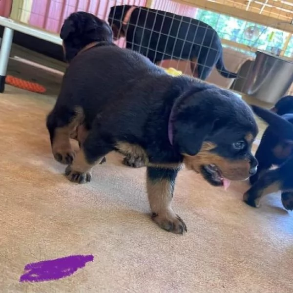 due cuccioli rottweiler 