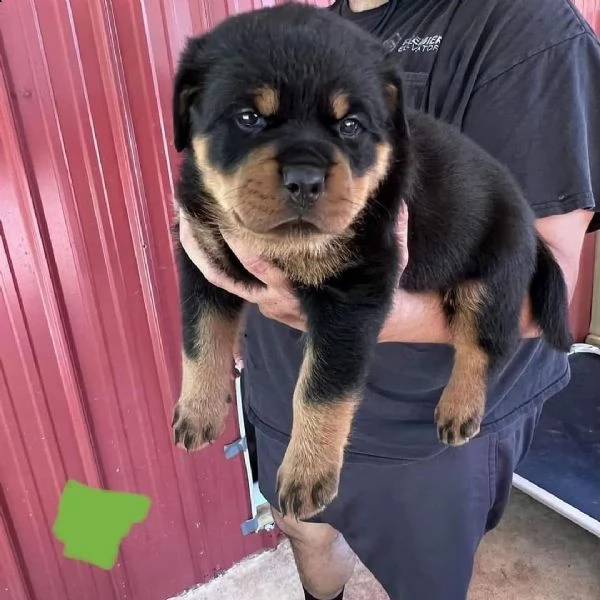 due cuccioli rottweiler  | Foto 1