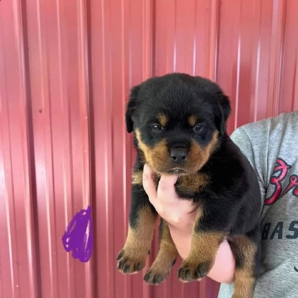 due cuccioli rottweiler  | Foto 0