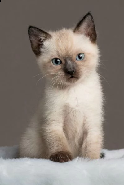 affettuosi gatto siamese