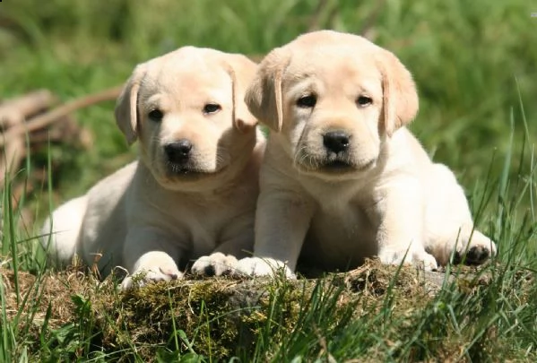 cuccioli di labrador retriever