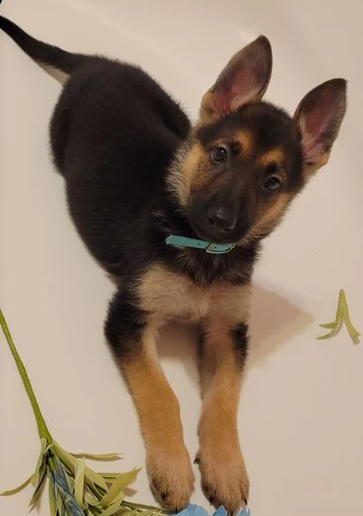 pastore tedesco cuccioli per l'adozione bellissima cucciolata cerca nuova famiglia, 4 maschi e 3 fem