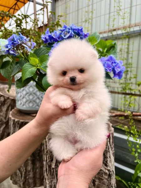 cuccioli di pomerania | Foto 0