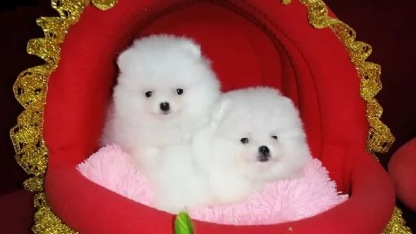 cuccioli di pomerania per l'adozione