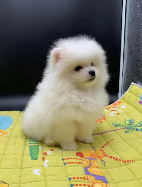 spitz pomerania maschio e femmina!! | Foto 0