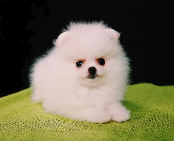 cuccioli spitz pomerania da genitori toy!! | Foto 0