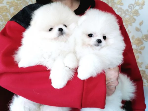 cuccioli di pomerania toy!!