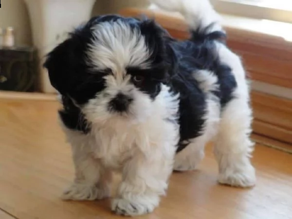 dolci cuccioli di shih tzu maschi e femmine!! | Foto 0
