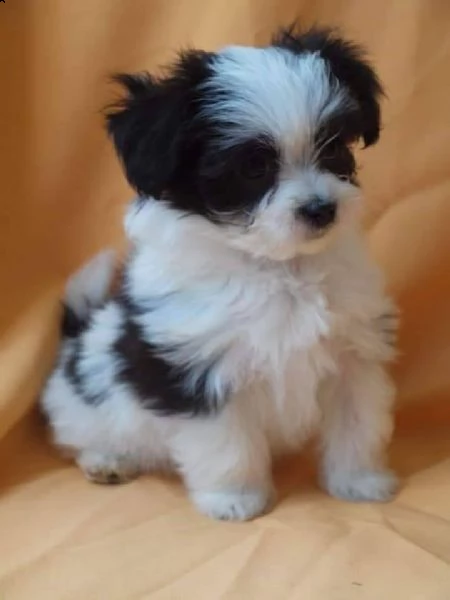 dolci cuccioli di shih tzu maschi e femmine!!