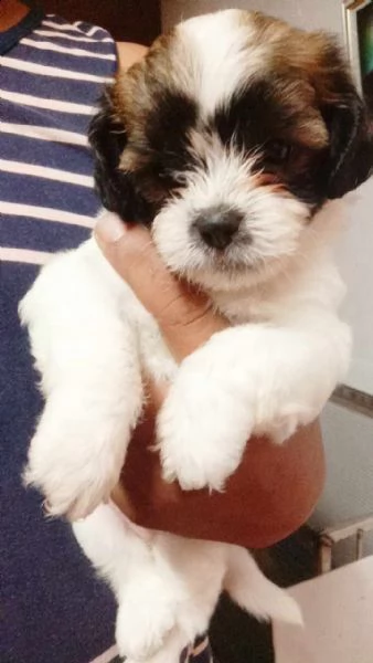 cucciolata shihtzu!!! | Foto 0