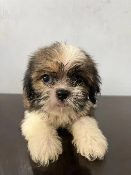 dolci cuccioli di shih tzu maschi e femmine!!!