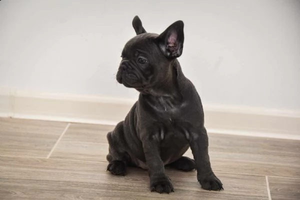 bulldog francese cuccioli in vendita | Foto 5