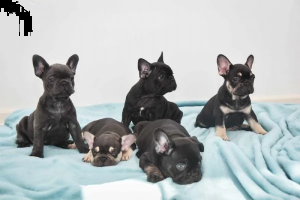 bulldog francese cuccioli in vendita | Foto 4