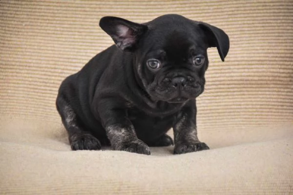 bulldog francese cuccioli in vendita | Foto 3