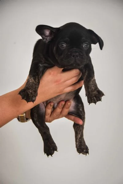 bulldog francese cuccioli in vendita | Foto 2