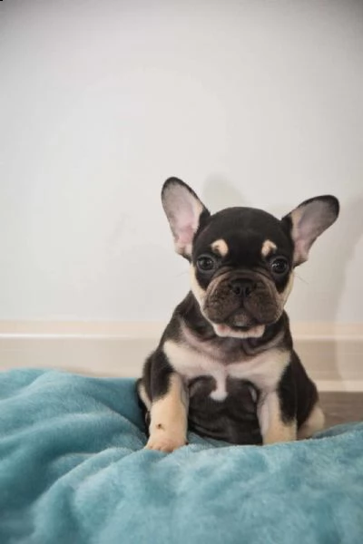 bulldog francese cuccioli in vendita | Foto 1