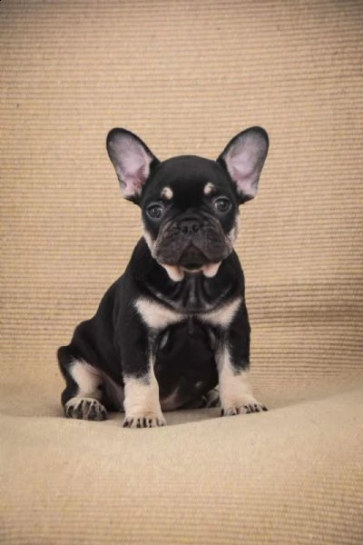 bulldog francese cuccioli in vendita