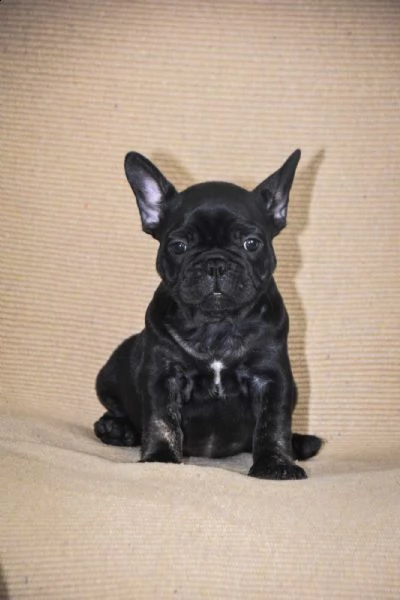 bulldog francese cuccioli in vendita | Foto 0