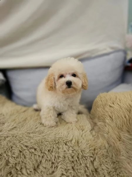 cuccioli di barboncino