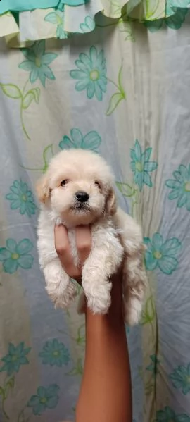 cuccioli di cane barboncino toy