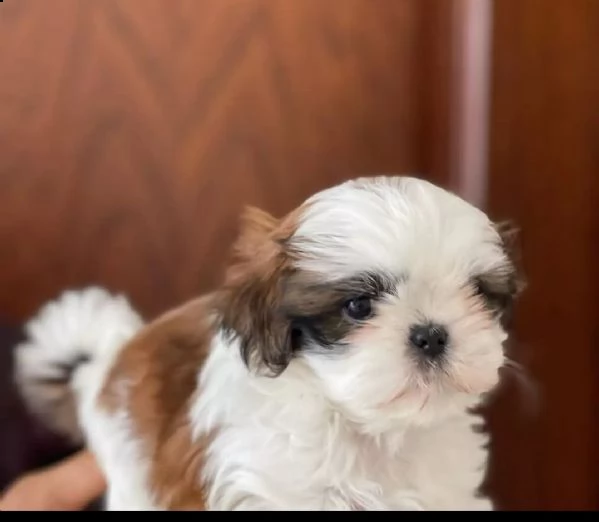 cuccioli di shih tzu