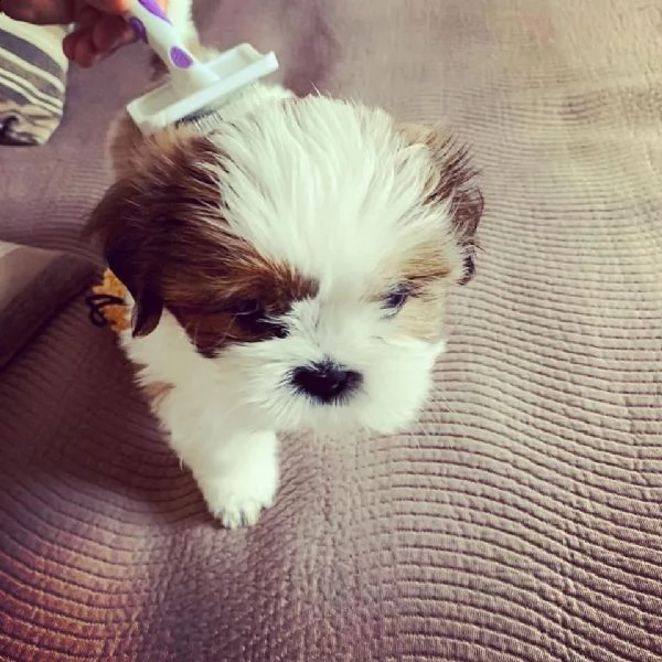 cucciolata shihtzu | Foto 0