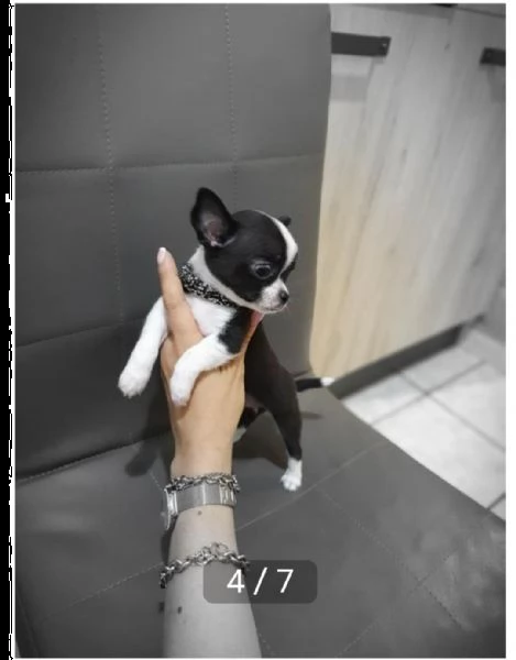 regalo simpatici cuccioli di chihuahua whatsapp ( 0039 353 317 4023 )