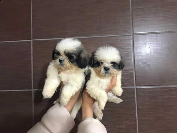 regalo simpatici cuccioli shih tzu whatsapp (0039 353 317 4023)