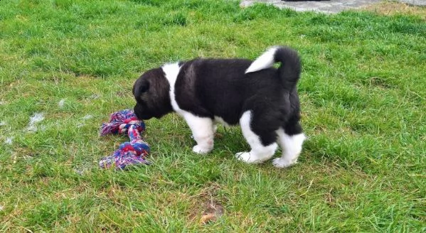 cuccioli di akita inu regalo