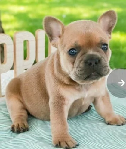 regalo cucciolata di bouledogue francese,