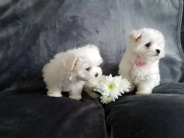 regalo maltese toy cuccioli disponibile per l'adozione