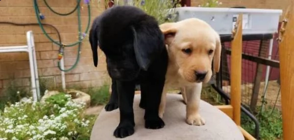 regalo cucciolata di labrador retriever