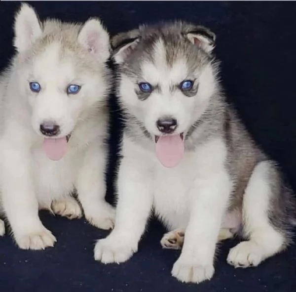 regalo cuccioli di siberian husky 