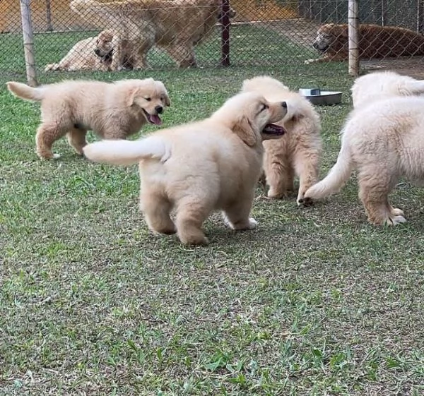 regalo golden retriever cuccioli per l'adozione