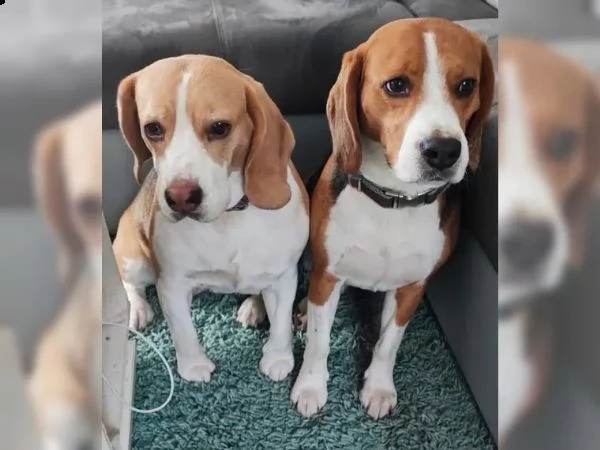 dolcissimi cuccioli di beagle | Foto 5
