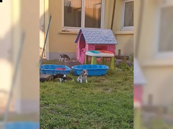 dolcissimi cuccioli di beagle | Foto 4