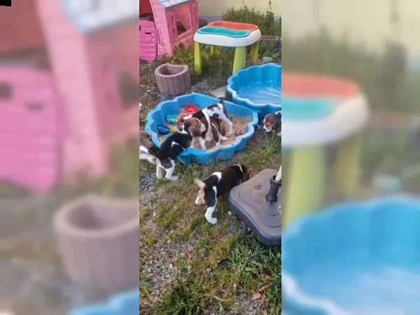 dolcissimi cuccioli di beagle | Foto 3