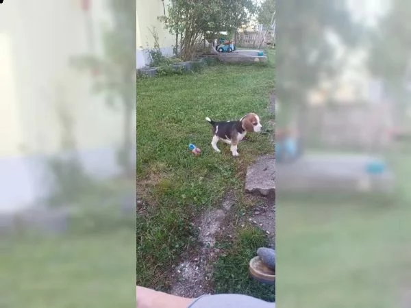 dolcissimi cuccioli di beagle | Foto 2