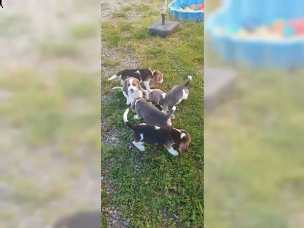 dolcissimi cuccioli di beagle | Foto 1