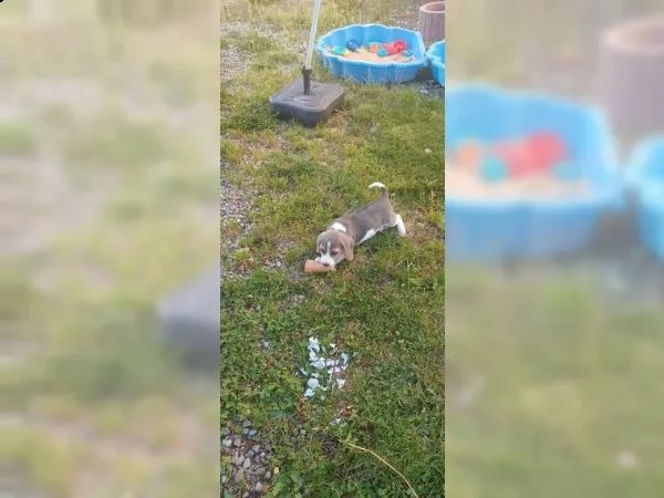 dolcissimi cuccioli di beagle | Foto 0