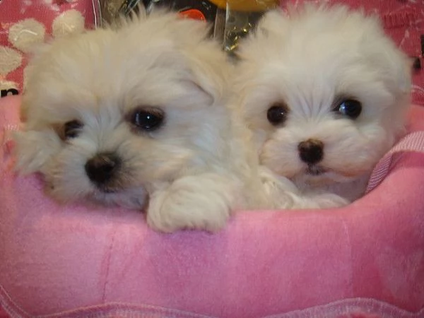 bellissimi cuccioli maltesi akc teacup disponibili per l'adozione per la tua famiglia abbiamo due be