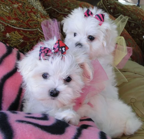 simpatici cuccioli di razza maltese ciao, siamo 5 cuccioli maltesi di razza pura, non abbiamo ancora | Foto 0