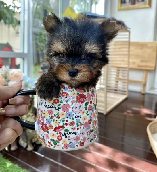 regalo cuccioli di yorkie whatsapp ( 0039 353 317 4023 ) | Foto 0